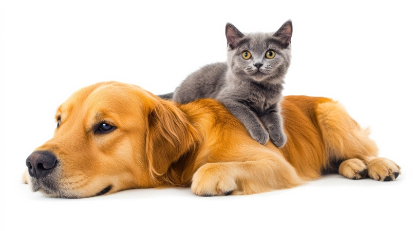 two dogs Together